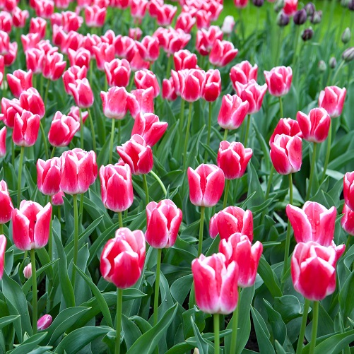 Tulip Bulbs - Leen Van Der Mark